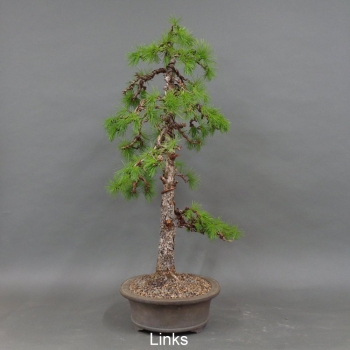 Preview: Larix, Lärche, Bonsai
